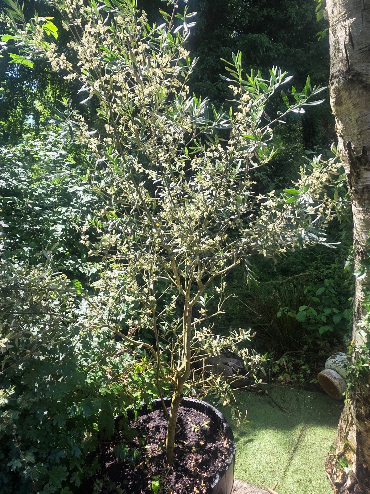 Olijfboom 2 meter hoog in halve wijnvat, Ophalen of Verzenden
