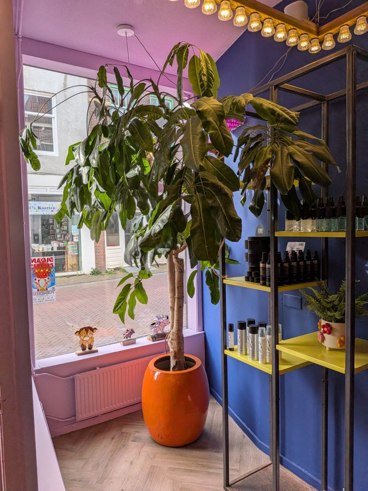 Grote Pachira Aquatica (Geldboom) - 2.5/3m hoog, Ophalen