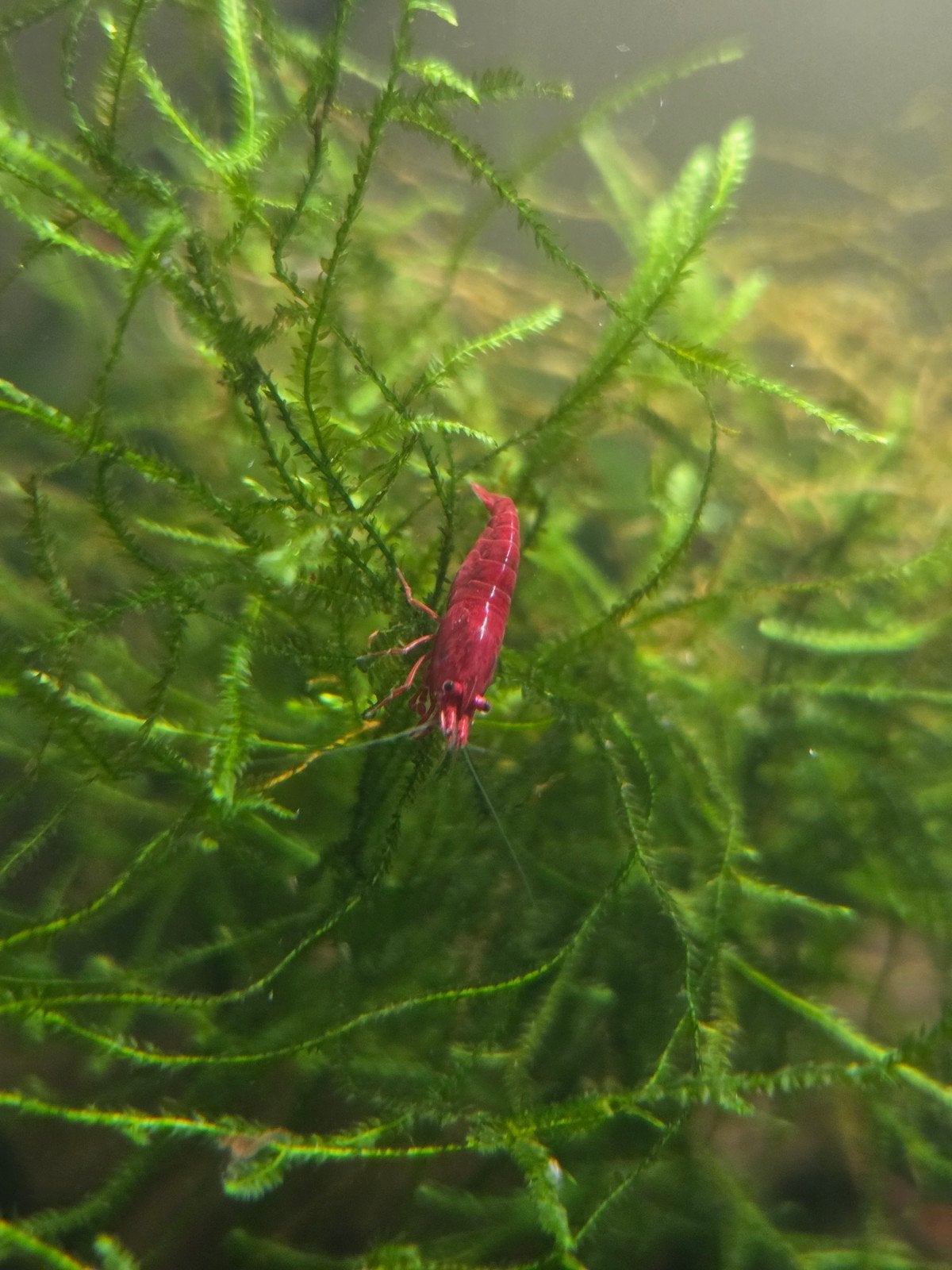 Neocaridina Bloody Mary Garnalen, Dieren en Toebehoren, Kreeft, Krab of Garnaal, Zoetwatervis, Schoolvis