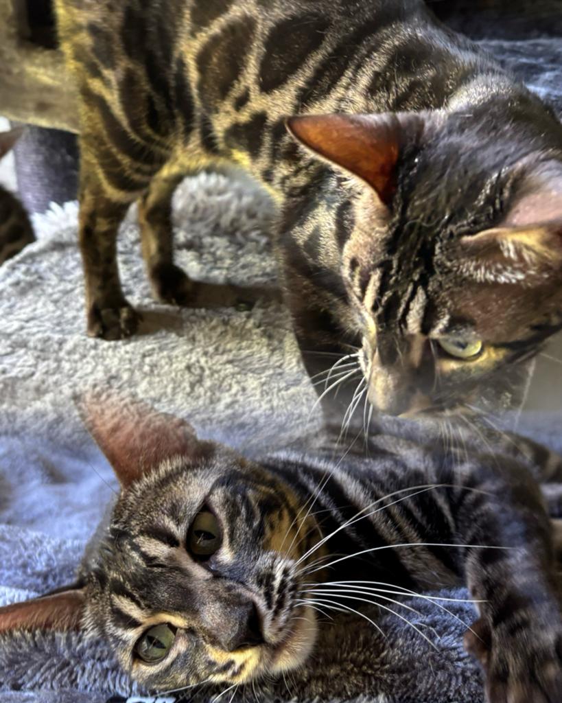 Prachtige Bengaal poes charcoal blackbtabby!, Poes