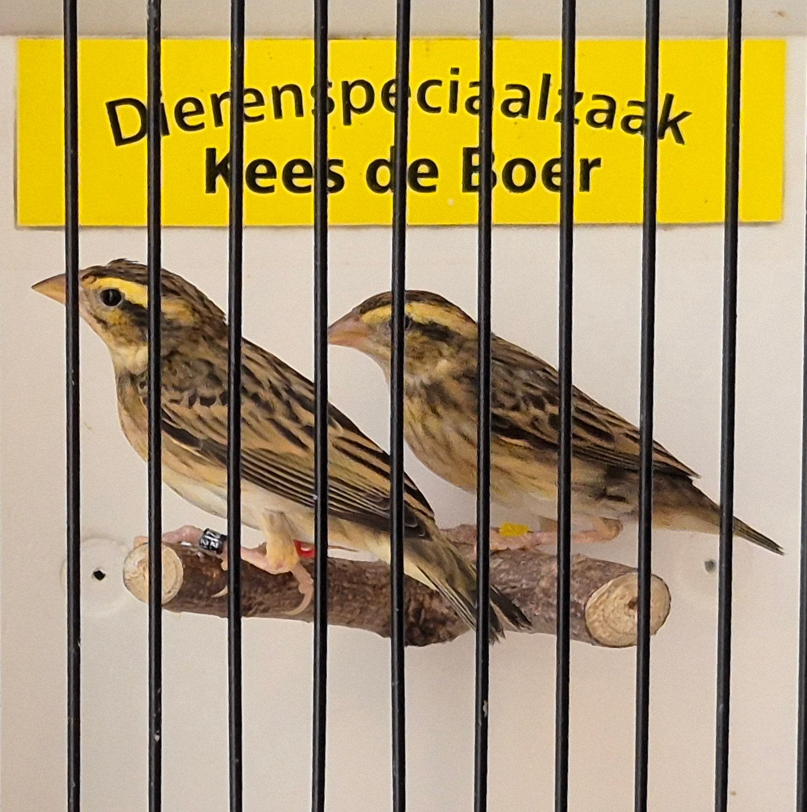 Koppel napoleon wevers, Meerdere dieren