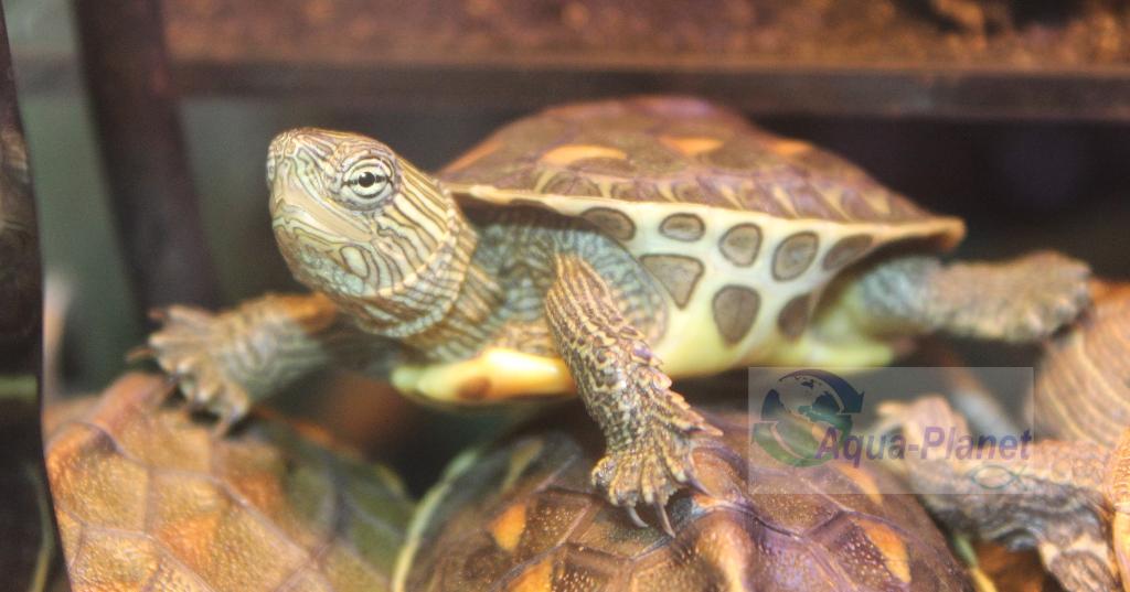 Mauremys sinensis, Dieren en Toebehoren, Reptielen en Amfibieën, Schildpad, Tam, 0 tot 2 jaar