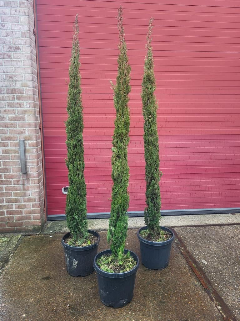 Cupressus sempervirens 2 m +, Volle zon, 100 tot 250 cm, Zomer, Overige soorten