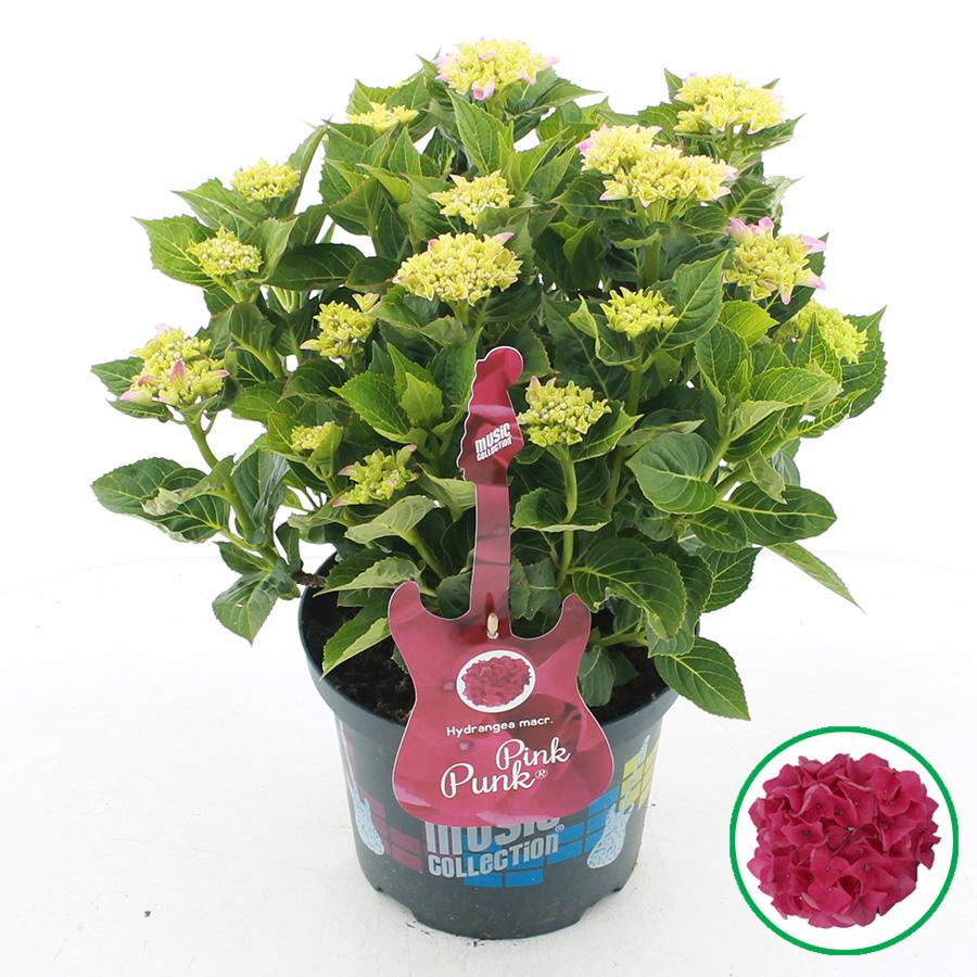 Hortensia Music Collection: Levendige kleuren voor uw tuin, Vaste plant, Halfschaduw, Zomer, Ophalen