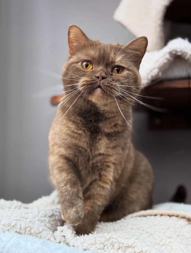 Brits korthaar kittens verwacht cinnamon, Dieren en Toebehoren, Katten en Kittens | Raskatten | Korthaar, Meerdere dieren, Met stamboom