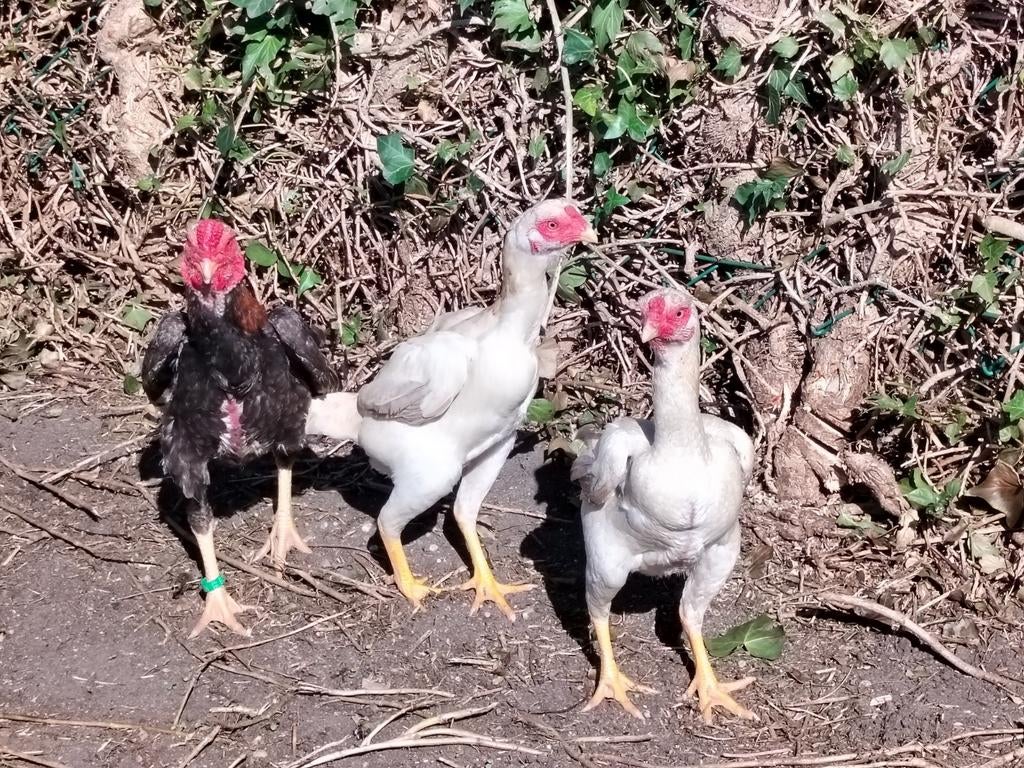 trio ko-shamo tarwe 2025 aan de leg , ge-ent., Dieren en Toebehoren, Meerdere dieren, Kip