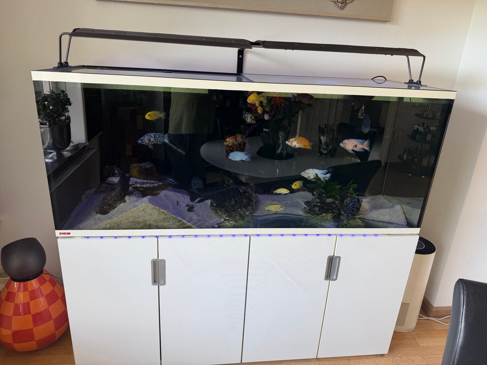 Eheim incpiria 500 aquarium, Vis, Zoetwatervis