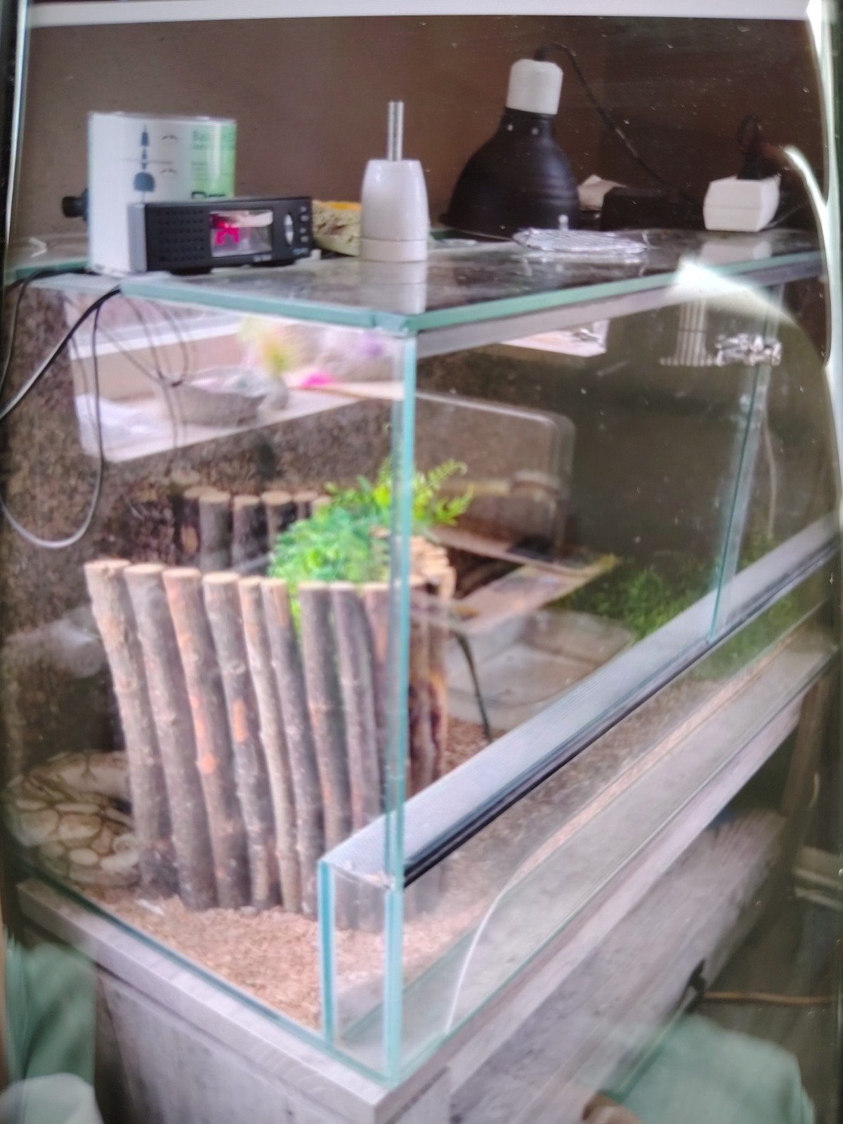 te koop mooie bal Python Ball Python photo 4