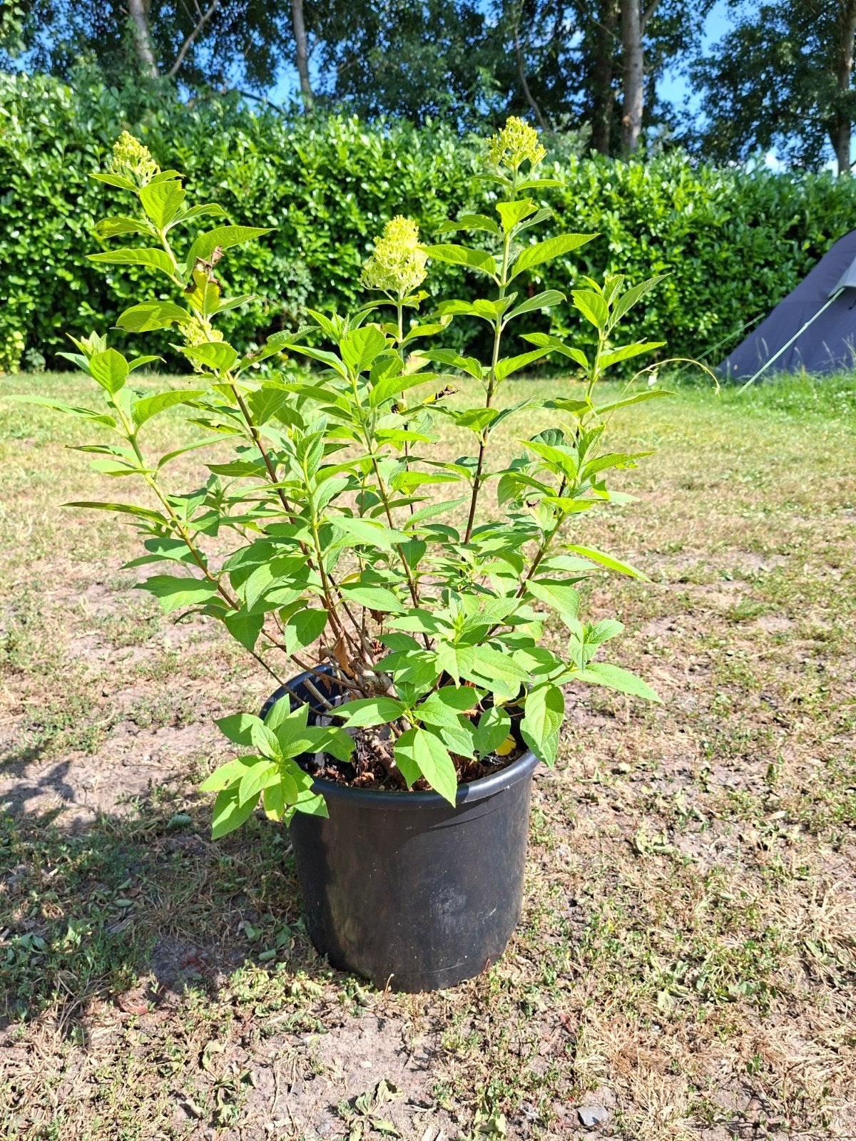 Pluimhortensia wit - Hydrangea paniculata limelight in pot., Ophalen, Hortensia, Minder dan 100 cm