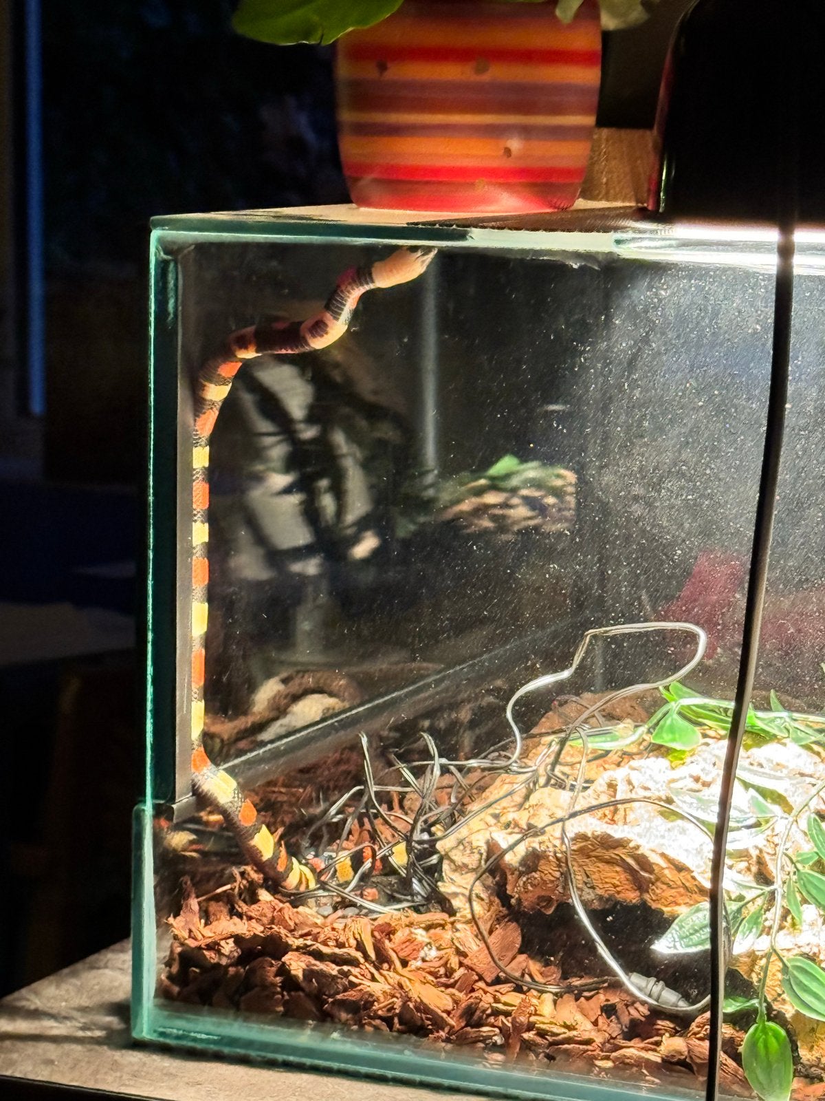 Melkslang lampropeltis triangulum campbelli Milk Snake - unknown for sale from Niña