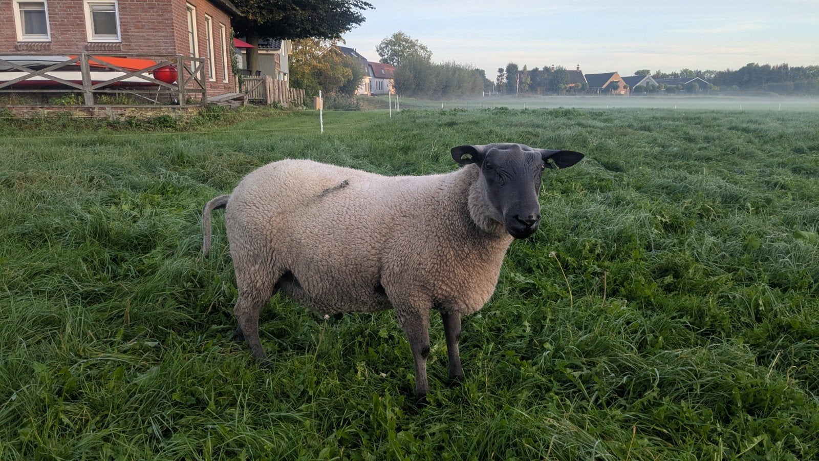 Mooie Bleu du Maine ram te koop!, Mannelijk, Schaap, 0 tot 2 jaar
