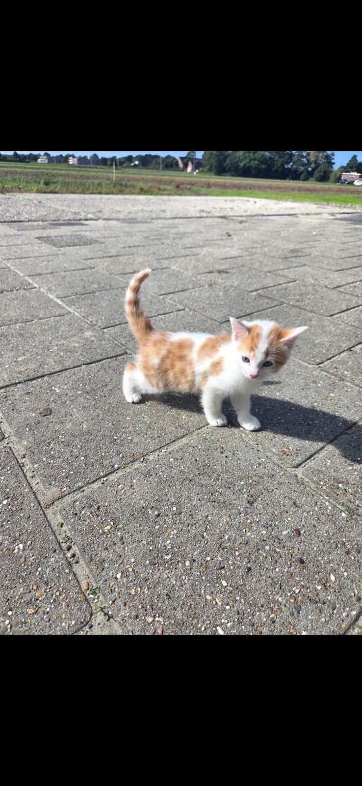 1 kitten, Dieren en Toebehoren, Meerdere dieren, Kortharig, 0 tot 2 jaar