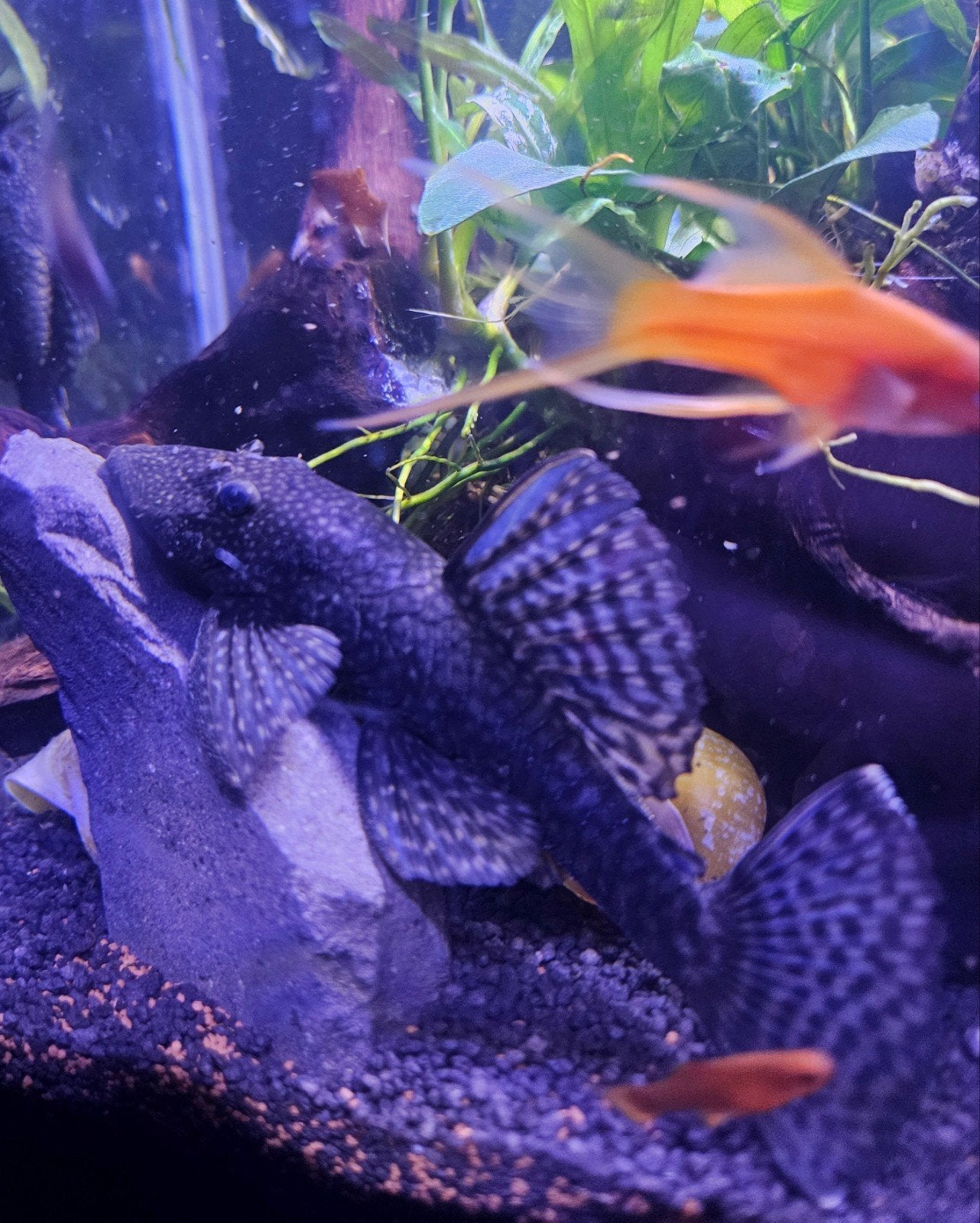 Pleco's Algeneters diverse maten, Vis, Zoetwatervis