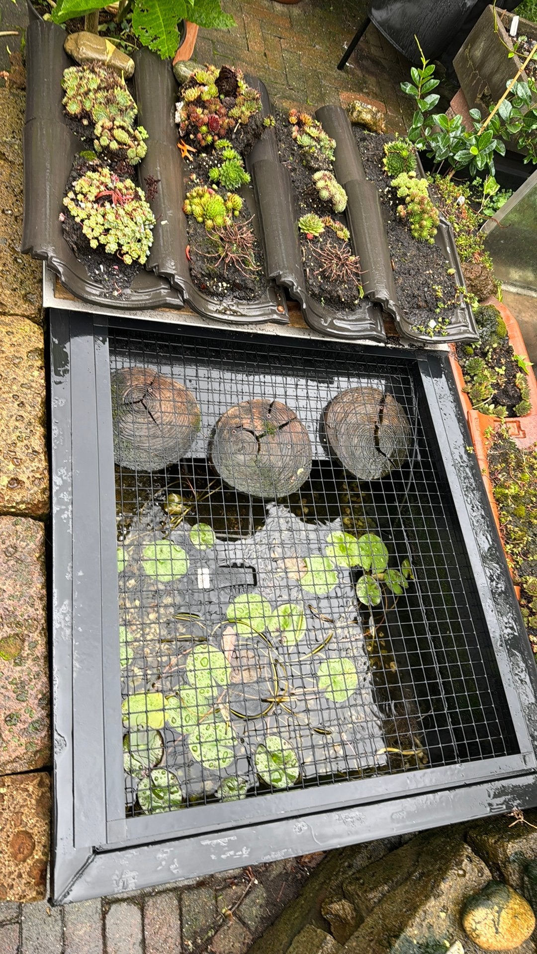 Schildpaddenvijver compleet, Schildpad