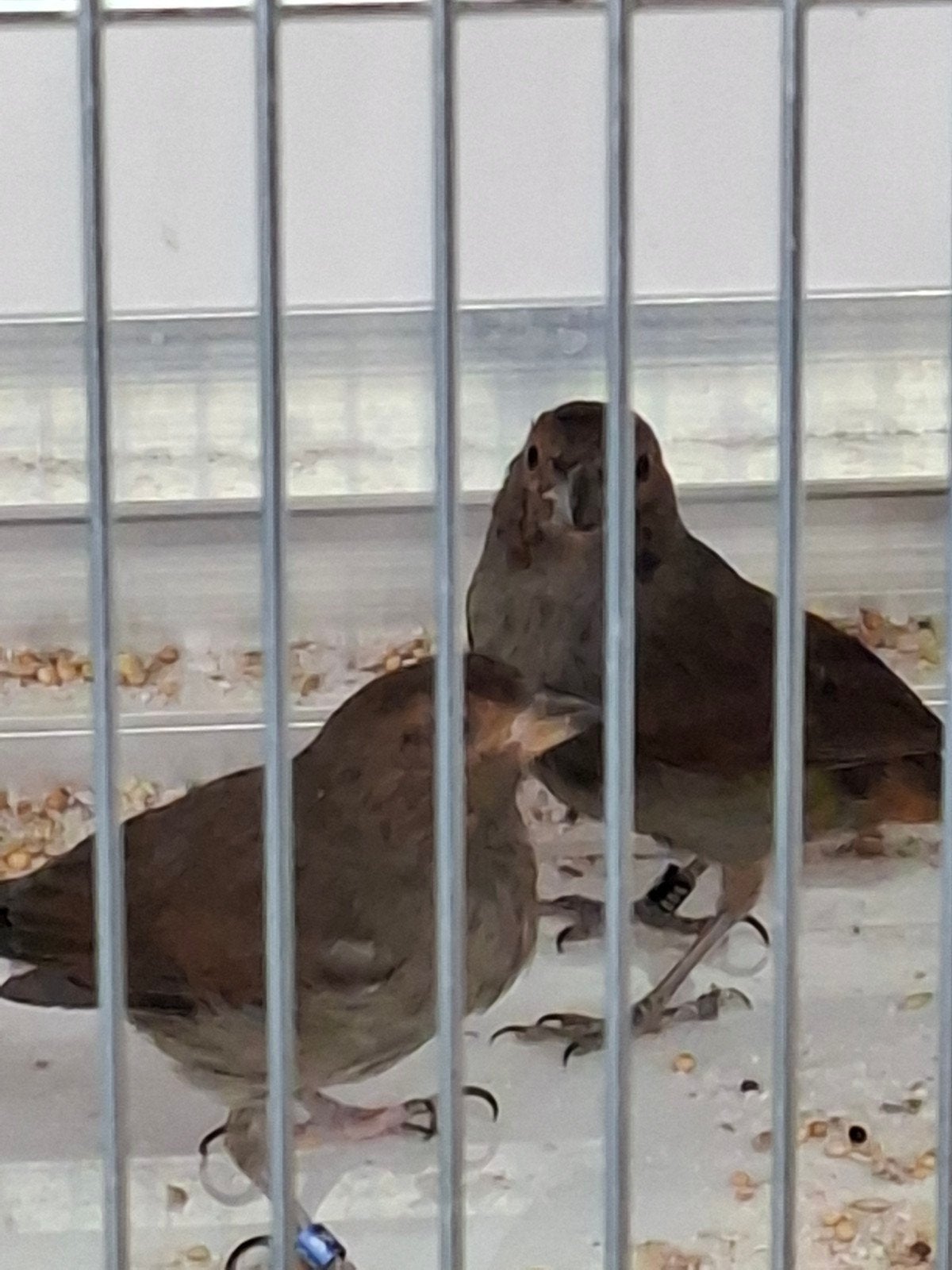Koppel Antilliaanse goudvink, Dieren en Toebehoren, Vogels | Overige Vogels, Meerdere dieren