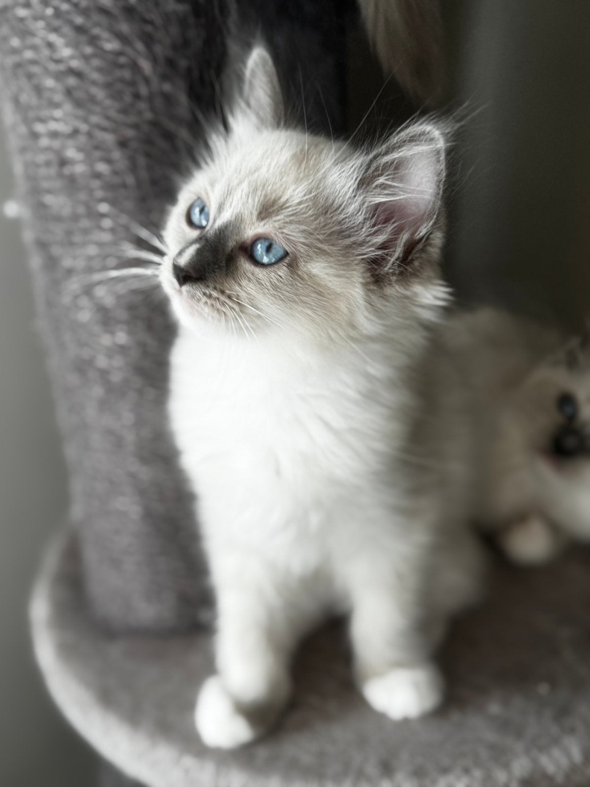 Ragdoll kittens knap geweldig kakrakter mogen verhuizen, Meerdere dieren, Met stamboom