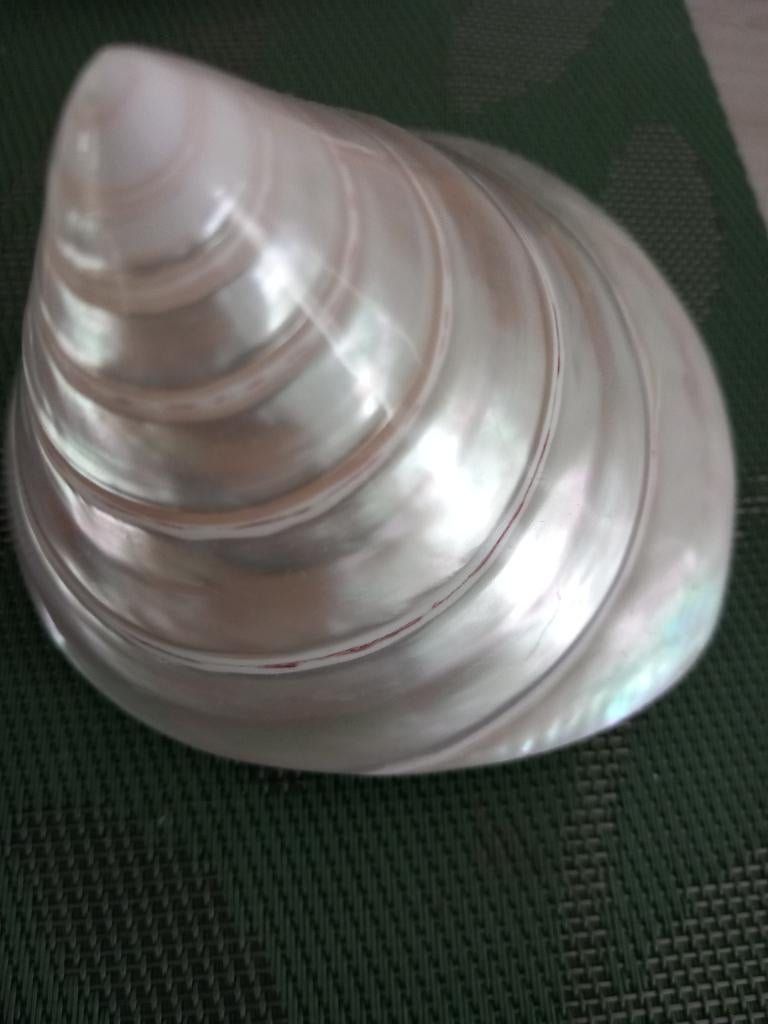 Parelmoer Trochus Schelp, Verzamelen, Ophalen, Schelp(en)