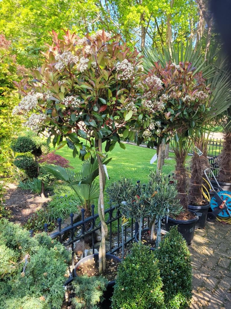 Photinia Fraseri 'Red Robin' 2m met vlechtstam, Ophalen