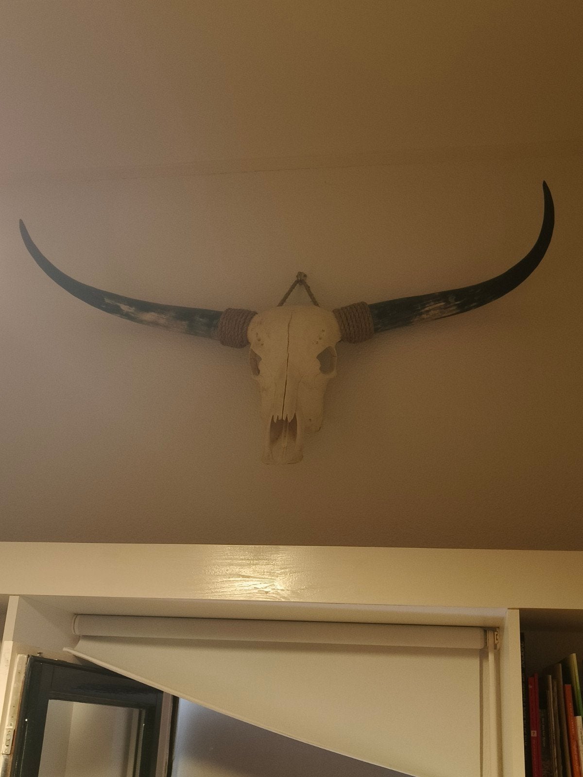 longhorn schedel, Ophalen