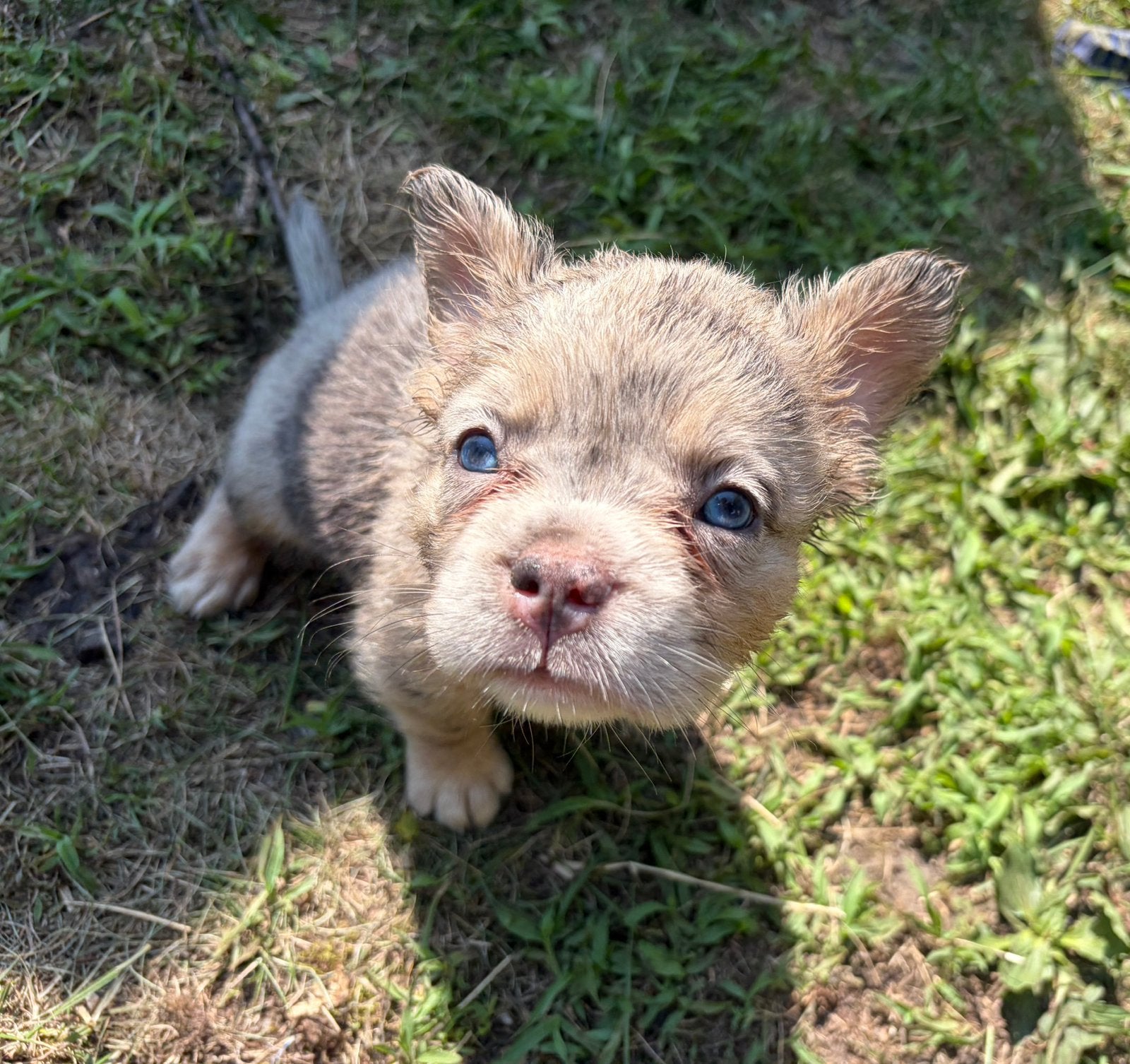 Franse bulldog mix, Dieren en Toebehoren, Nederland, 8 tot 15 weken, Parvo, Bulldog