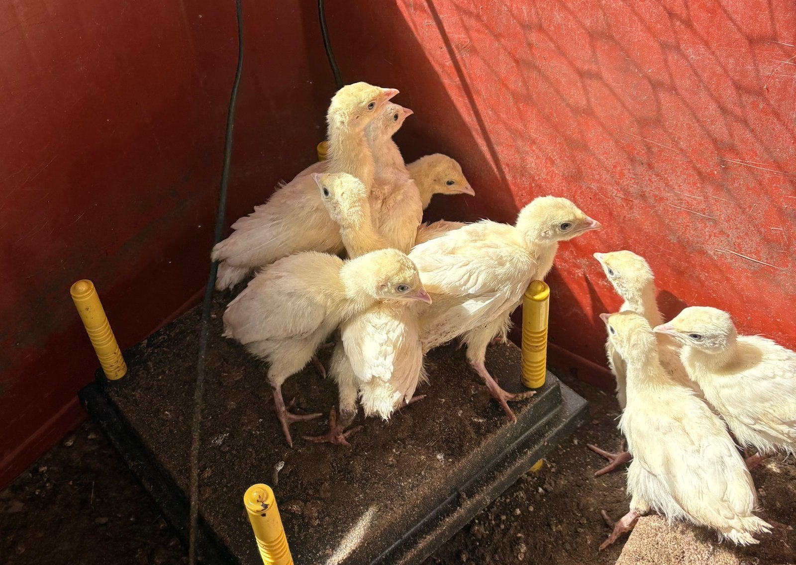 Kalkoen kuikens, Dieren en Toebehoren, Pluimvee, Meerdere dieren, Kalkoen