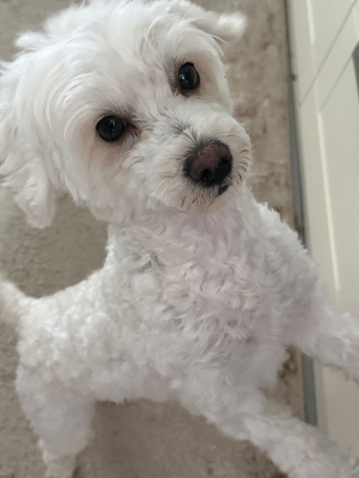 Maltezer, 1 tot 2 jaar, Parvo, Eén hond, Nederland