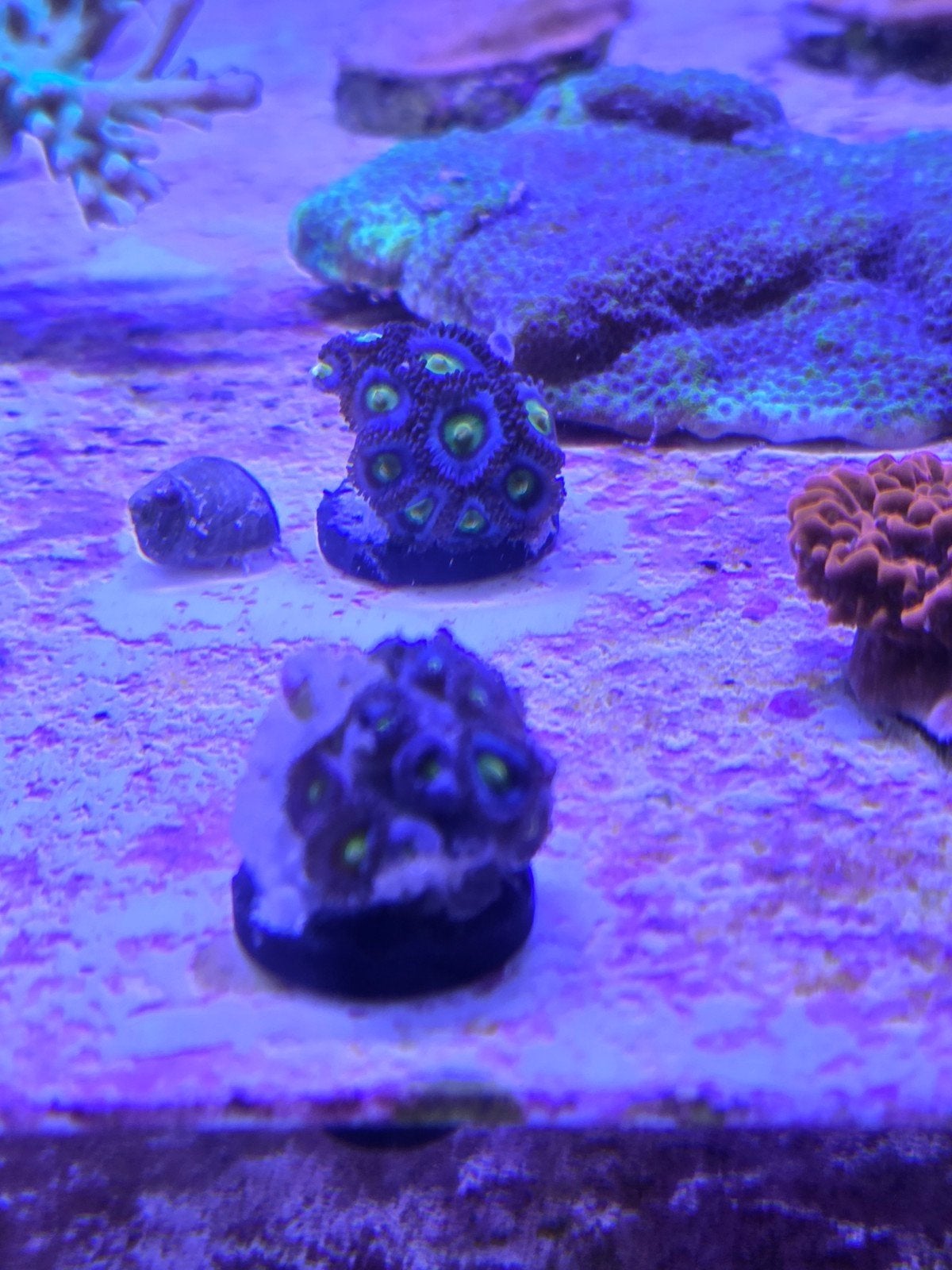 Zoanthus aoi buttons, Vis, Zoutwatervis