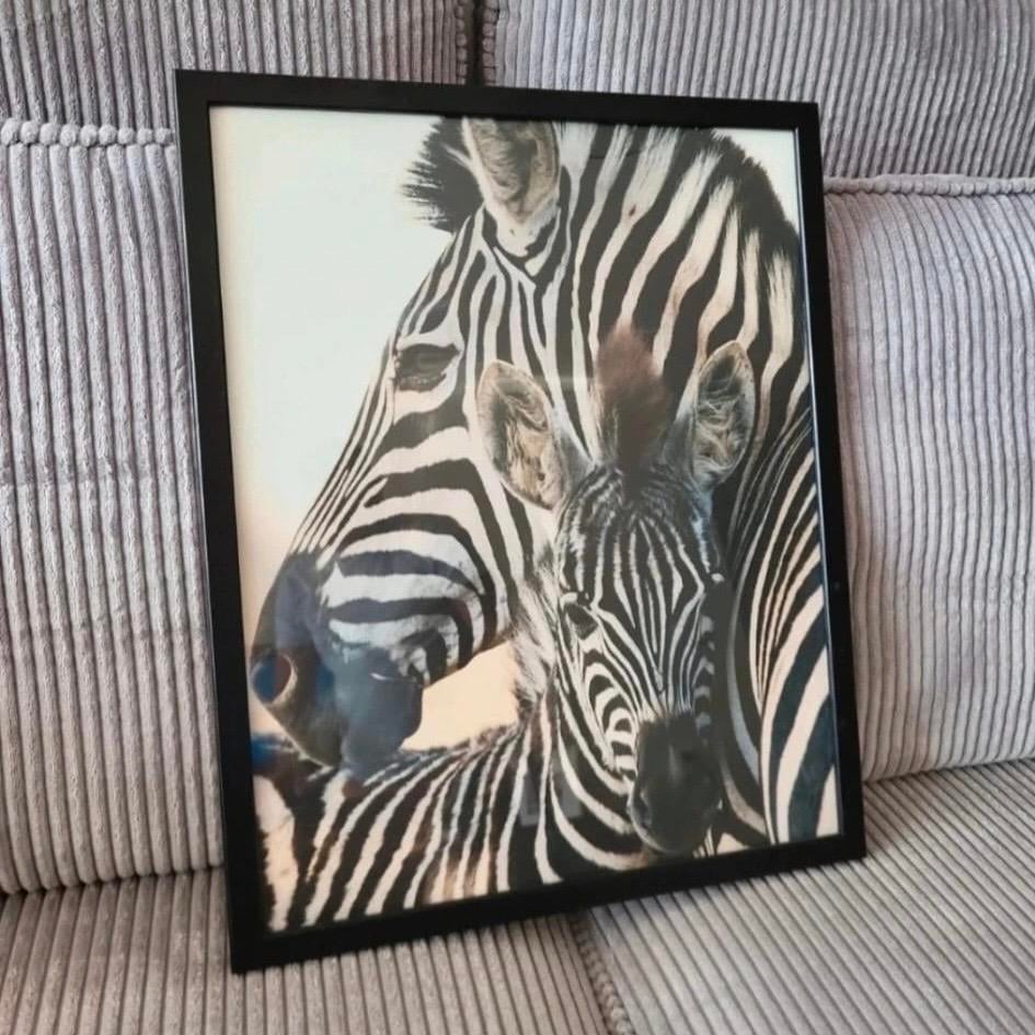 Zebra moeder en kind - Ingelijste print, Ophalen, Nieuw, Minder dan 50 cm, Print