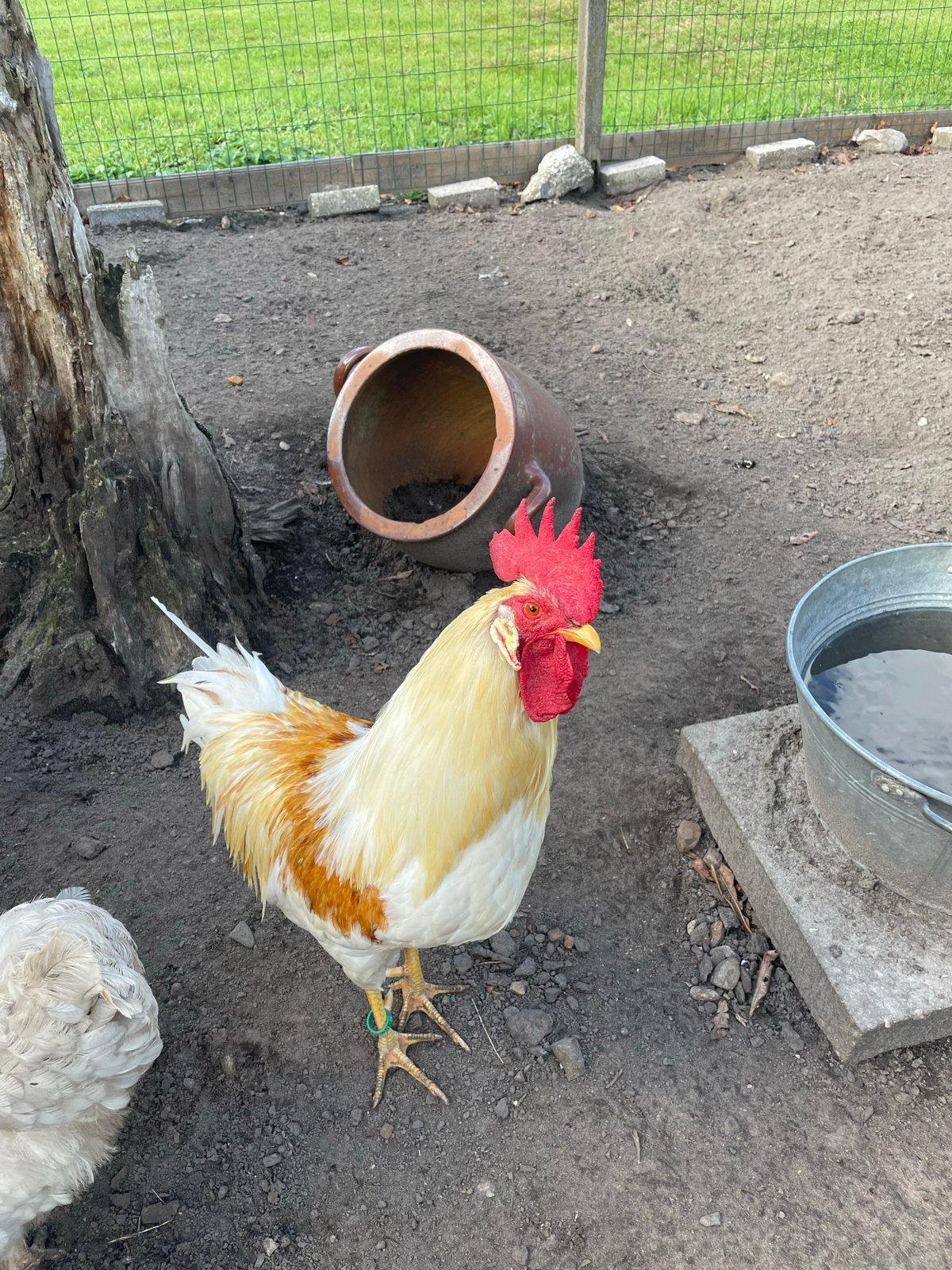 Gratis leghorn haan ., Dieren en Toebehoren