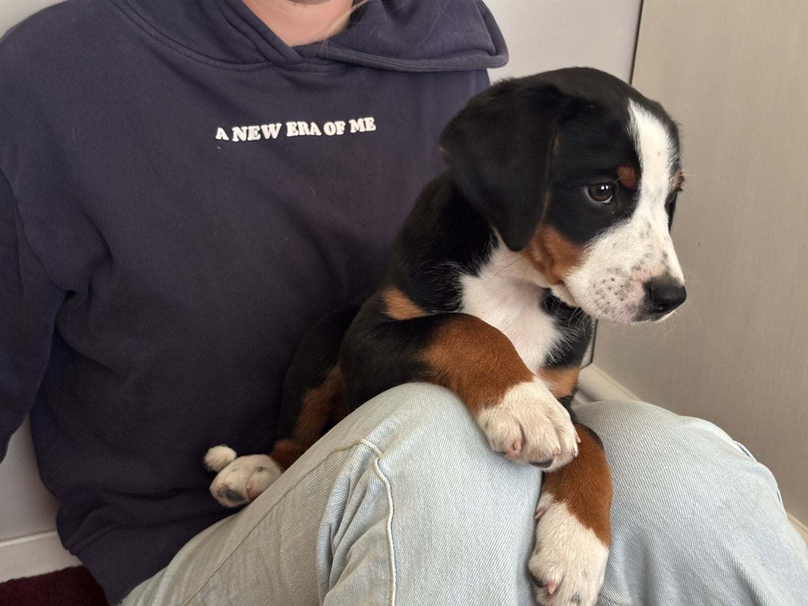 Puppy’s, Overige rassen, 8 tot 15 weken, Parvo, Meerdere