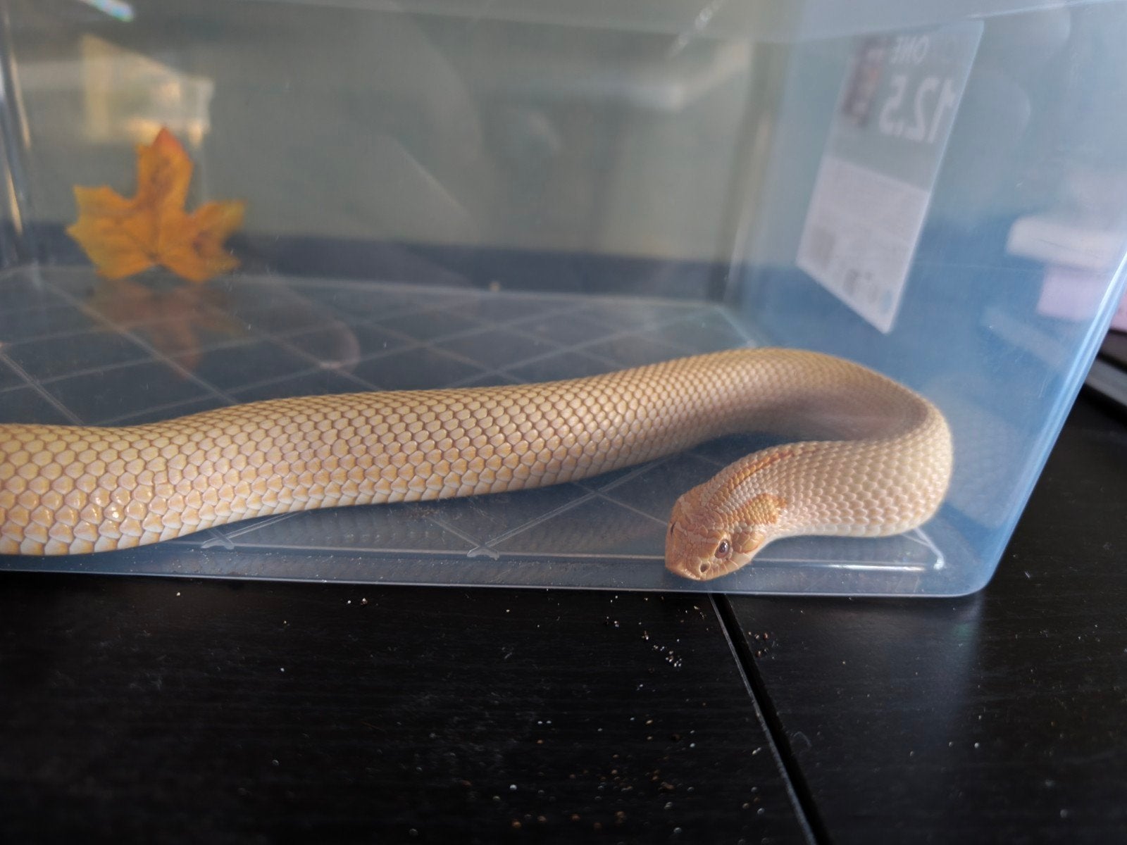 heterodon nasicus haakneusslang