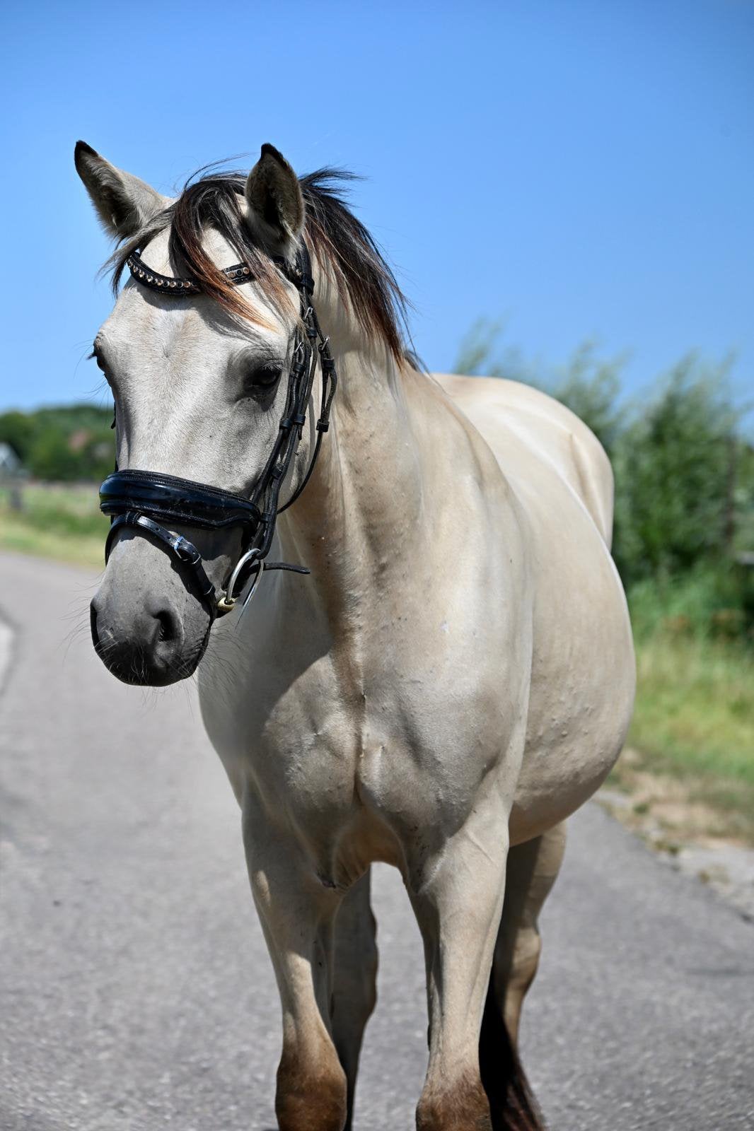Super lieve betrouwbare pony met apart kleurtje, Dieren en Toebehoren, Ruin, Dressuurpaard, 3 tot 6 jaar