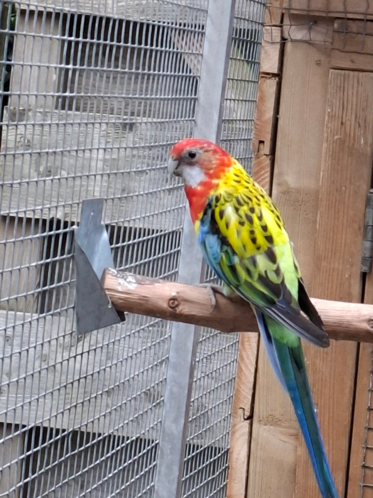 Rosella pop van 2024, Vrouwelijk, Parkiet