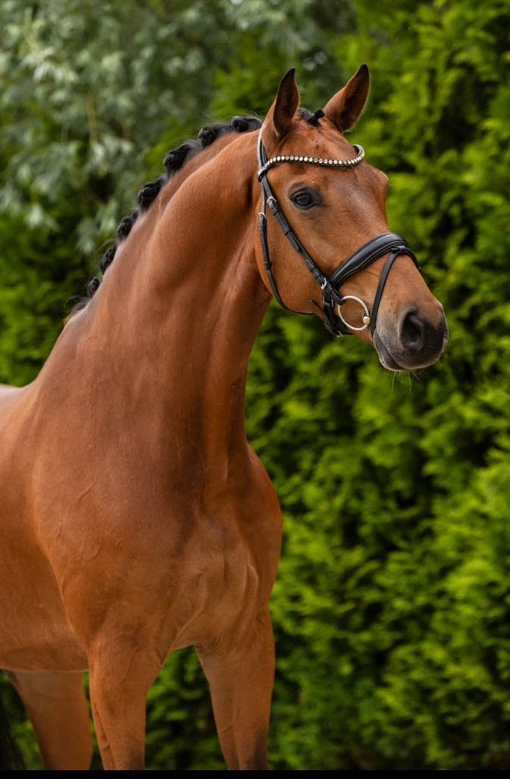 Te koop aangeboden, Dieren en Toebehoren, Paarden, Ruin, Dressuurpaard