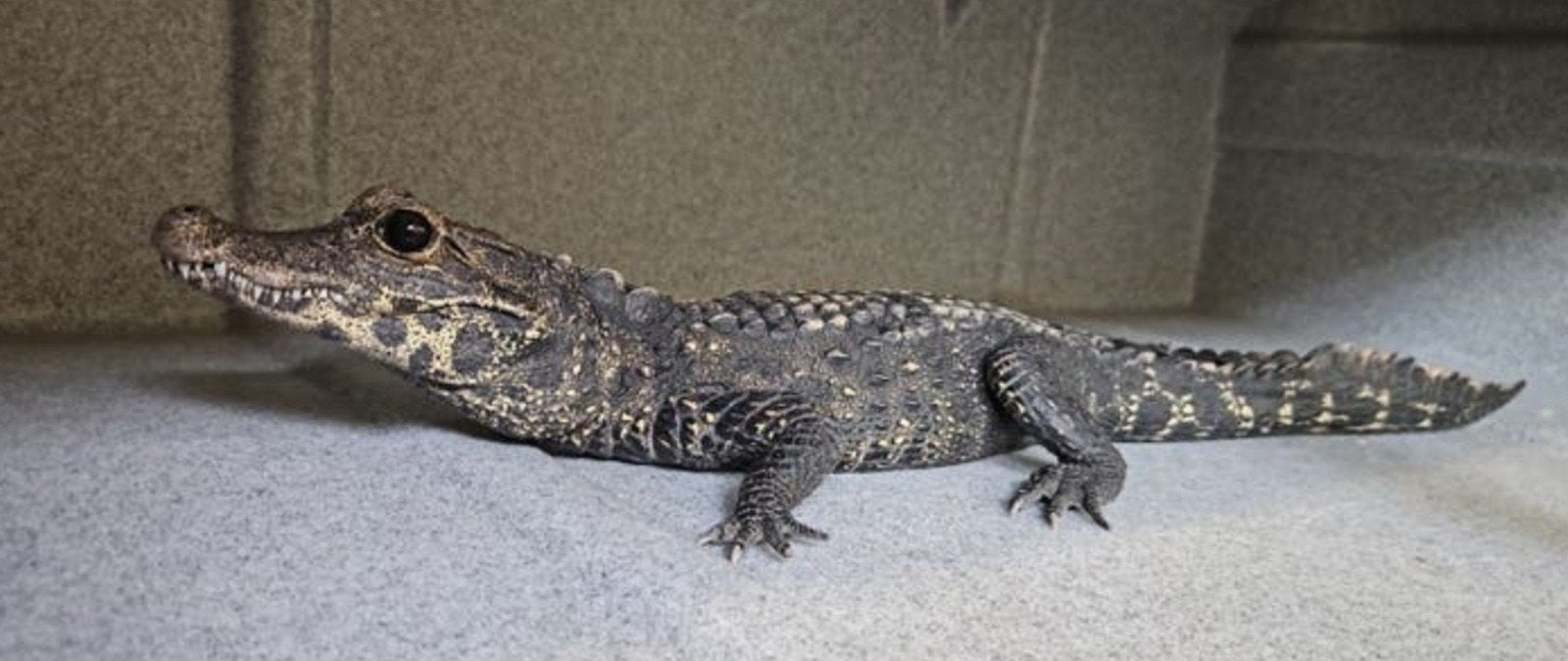 0.1 Dwerg krokodil (Osteolaemus tetraspis)
3 jaar., Dieren en Toebehoren, Reptielen en Amfibieën, Overige soorten, 3 tot 6 jaar