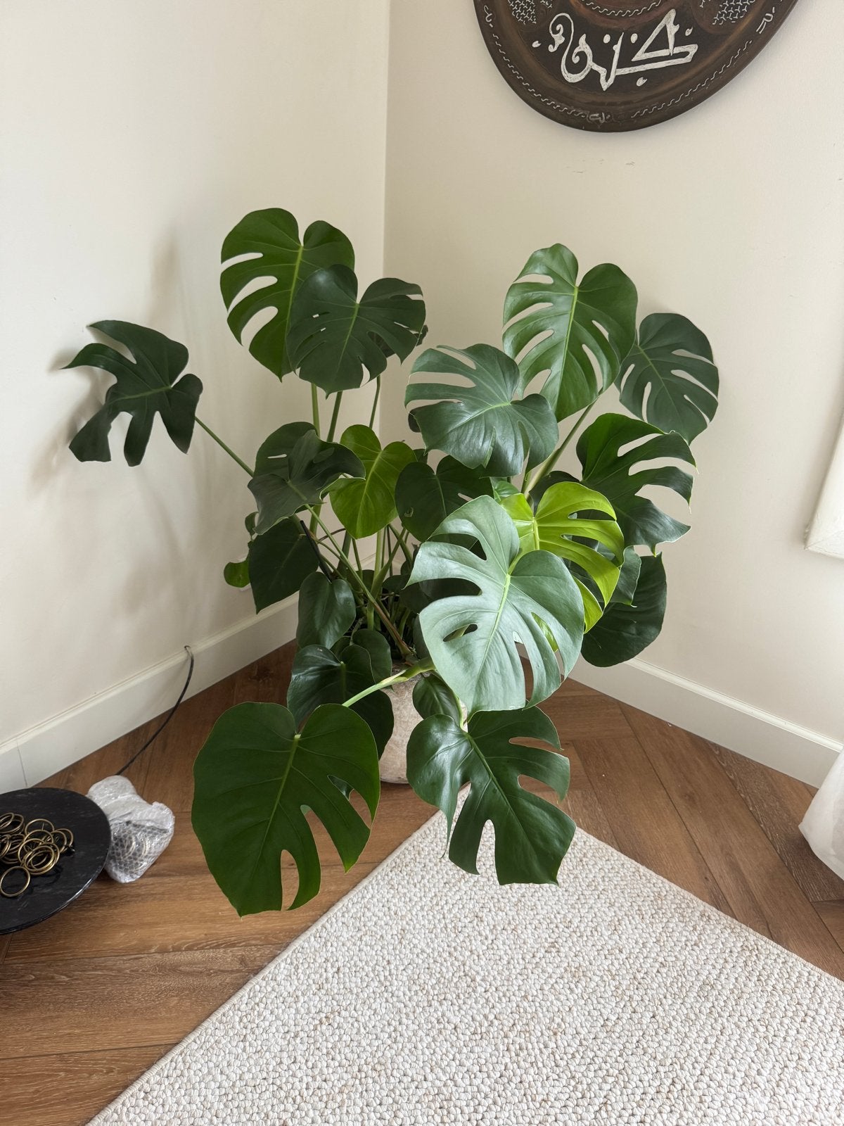 Grote Monstera Deliciosa - Perfect voor elke kamer, Huis en Inrichting, Ophalen, 100 tot 150 cm, Overige soorten, Halfschaduw