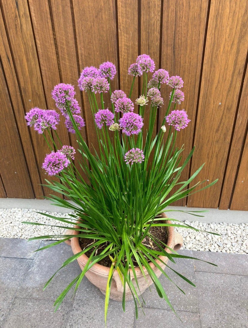 Allium Millenium (sierui) - vaste plant!, Ophalen