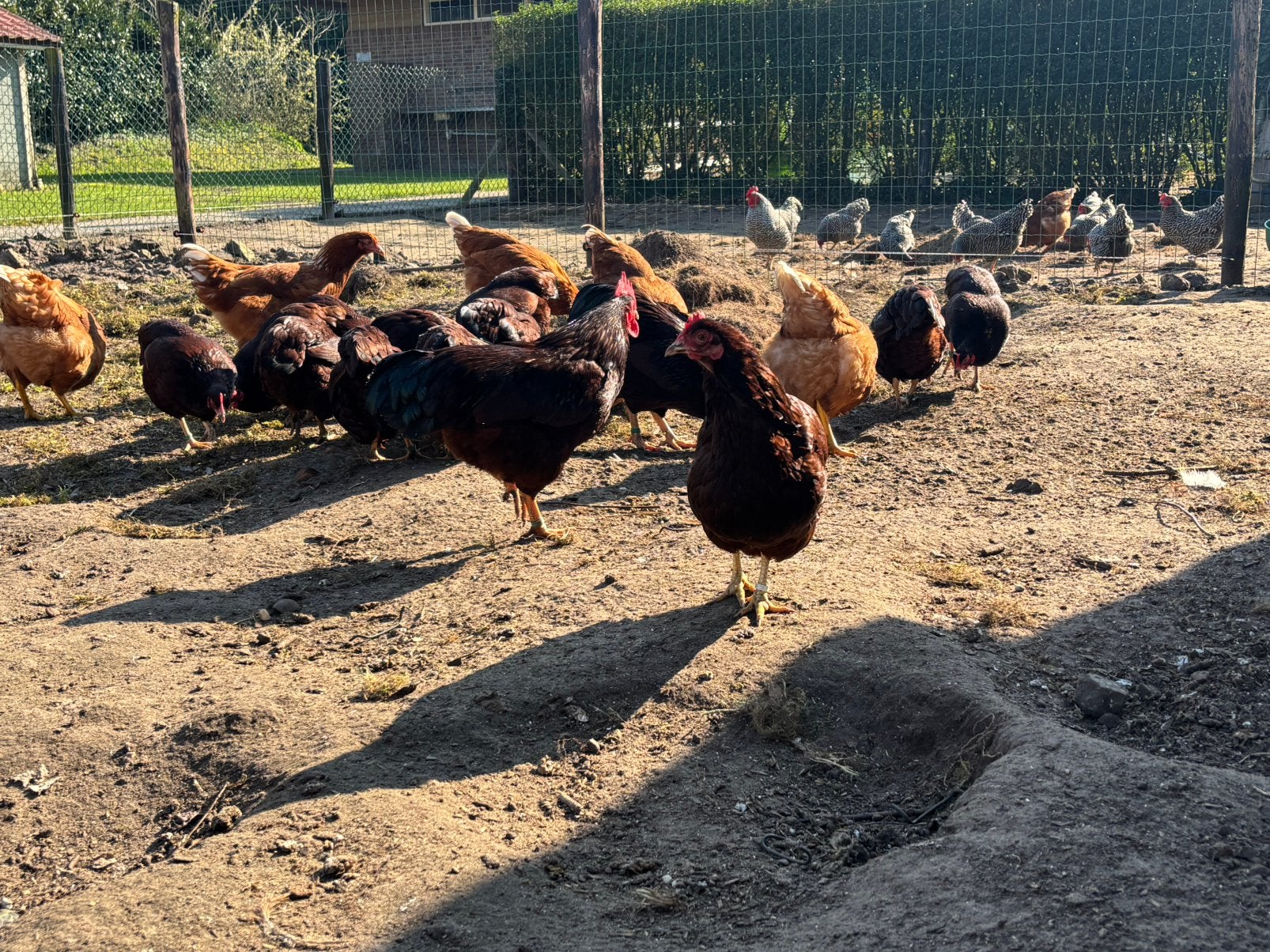 Broedeieren rhode island red kriel, Dieren en Toebehoren, Pluimvee, Geslacht onbekend, Kip