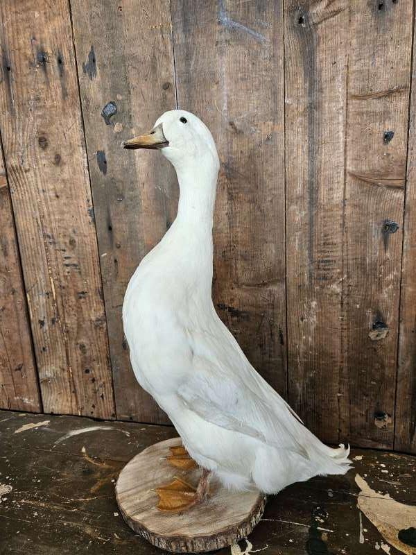 opgezette loopeend,witte eend ``WOONWINKEL RUSTIEK``, Ophalen of Verzenden, Zo goed als nieuw, Vogel, Opgezet dier