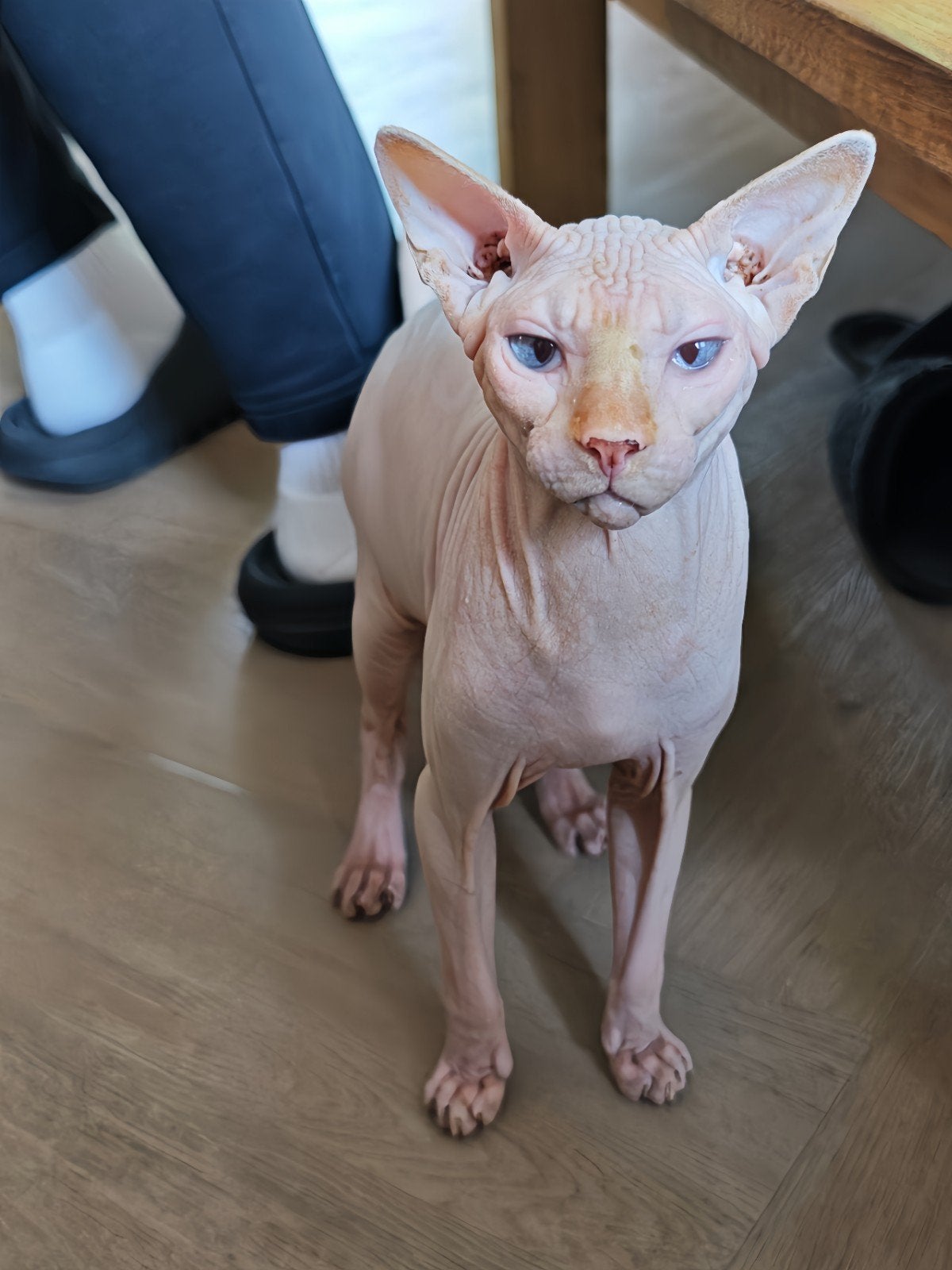 Herplaatsen Sphynx-kat Lio, Kater, Gechipt, 3 tot 5 jaar