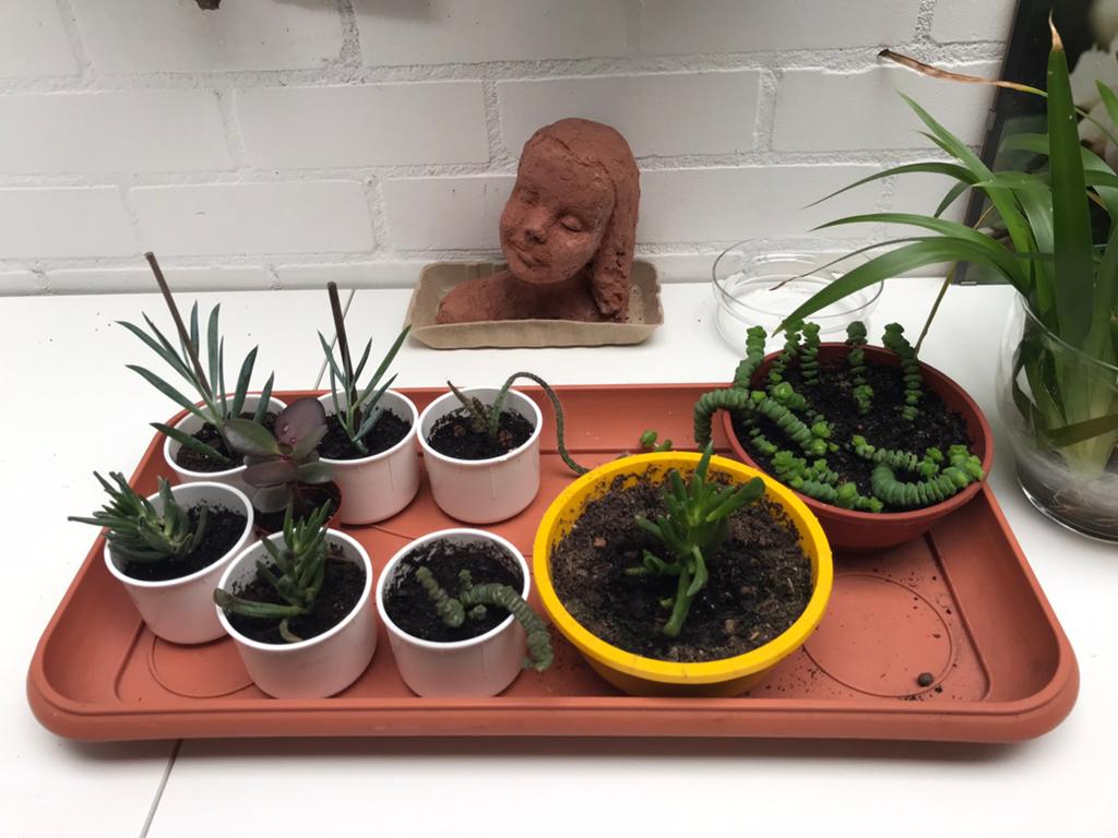 Diverse vetplantjes, Vetplant, Ophalen of Verzenden, In pot, Minder dan 100 cm