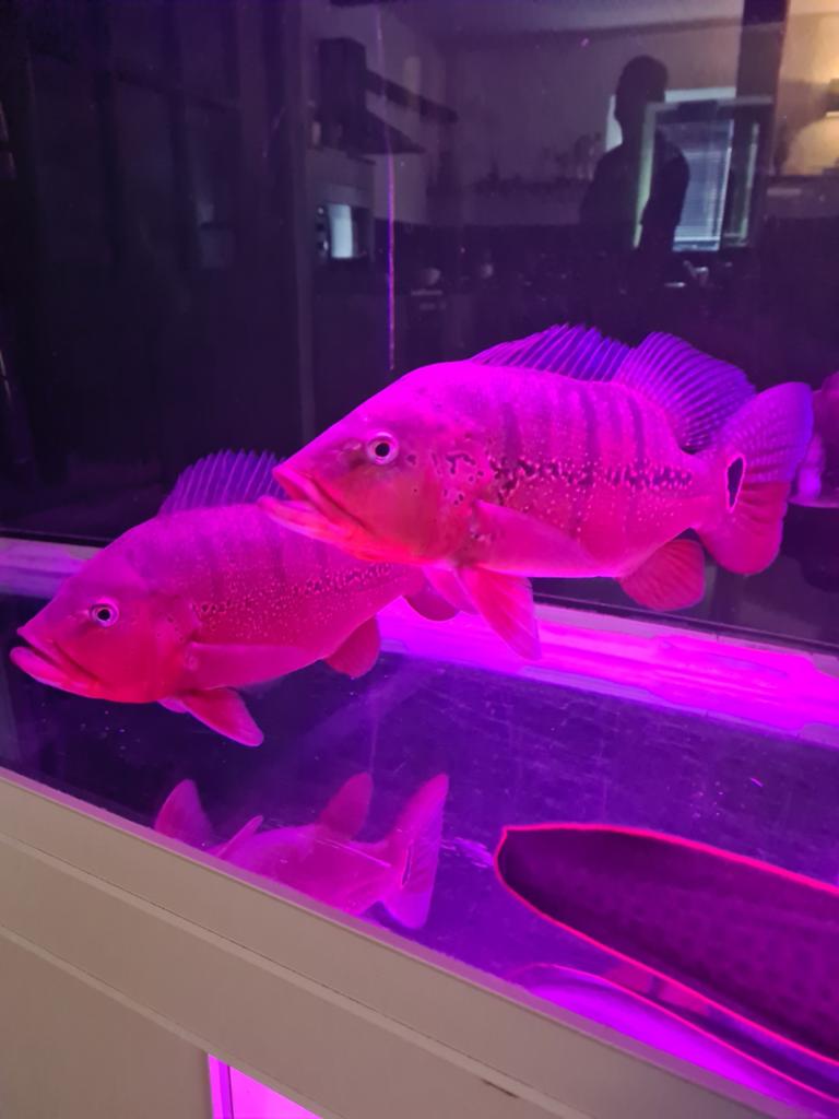 Mooi koppel cichla melaniae xingu, Vis