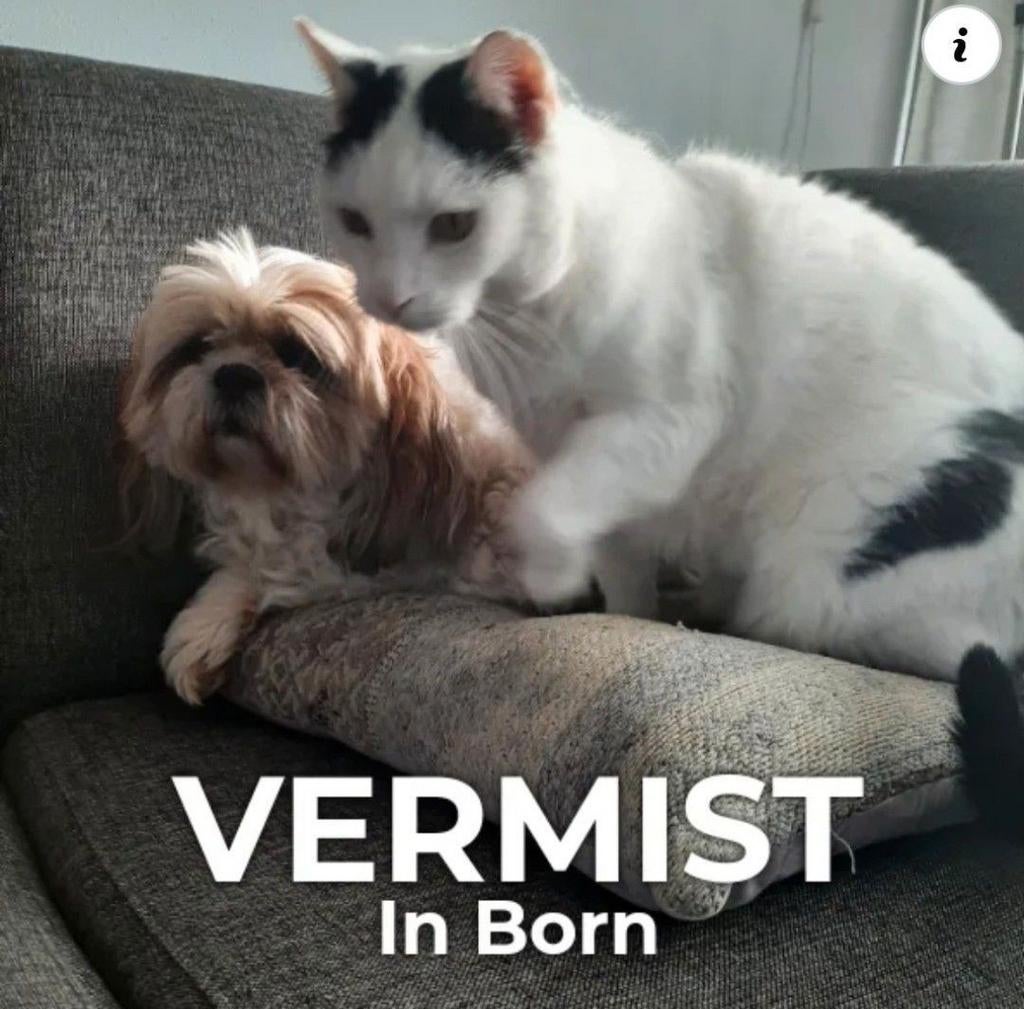 Kater Minous VERMIST in Born, Kat