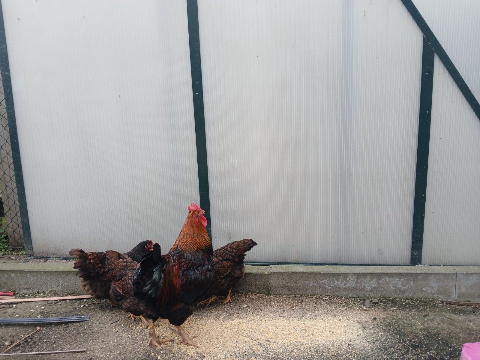 Barnevelder kippen: 1 haan met 3 hennen, Meerdere dieren, Kip