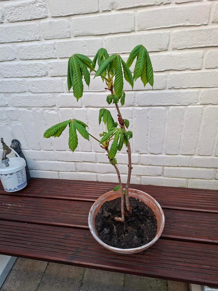 Dubbele Kastanje Bonsai, Ophalen, Halfschaduw, Overige soorten, Minder dan 100 cm