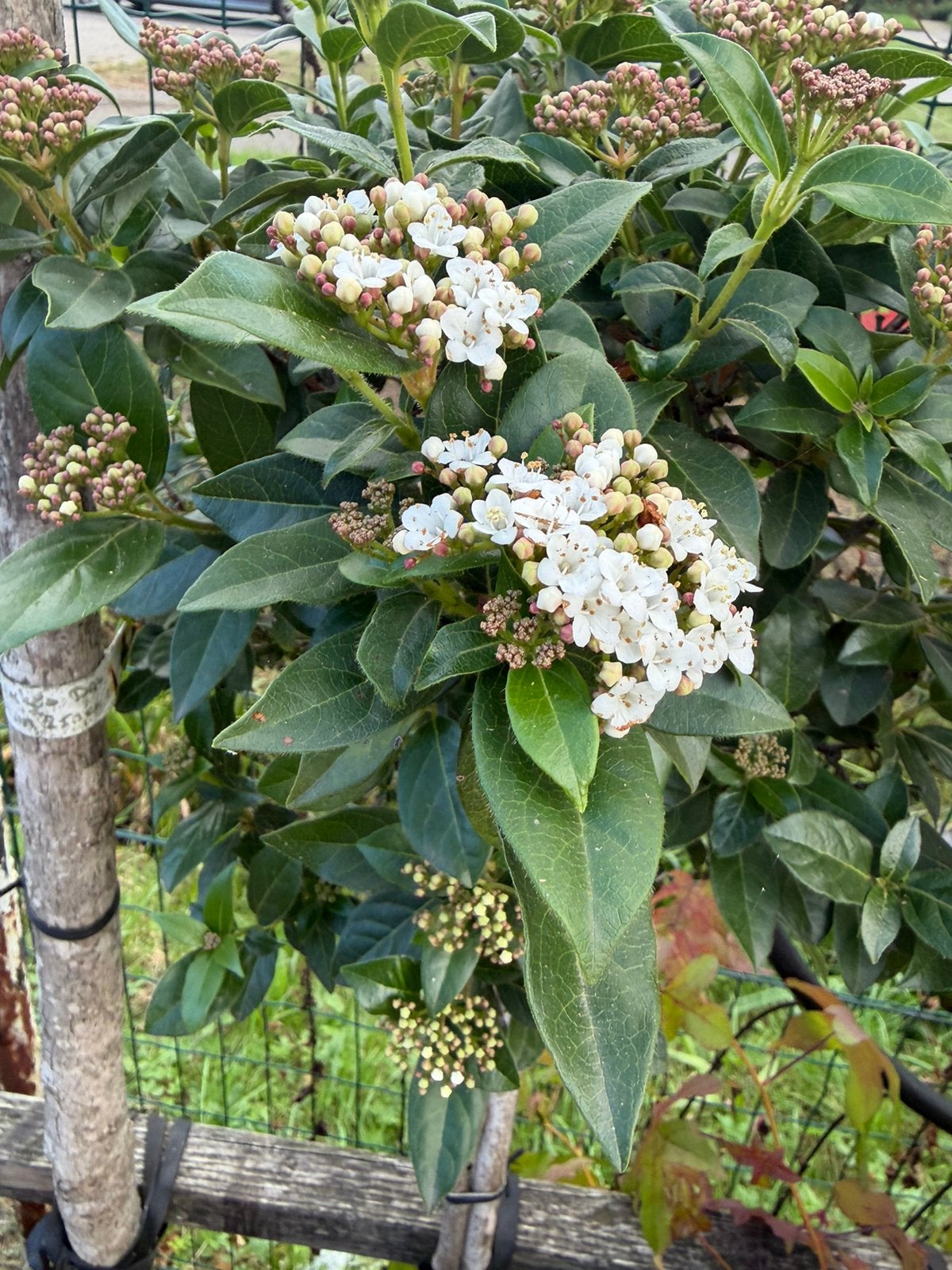 Viburnum tinus SALE op stam €34,99, Volle zon, Vaste plant, Winter, Ophalen