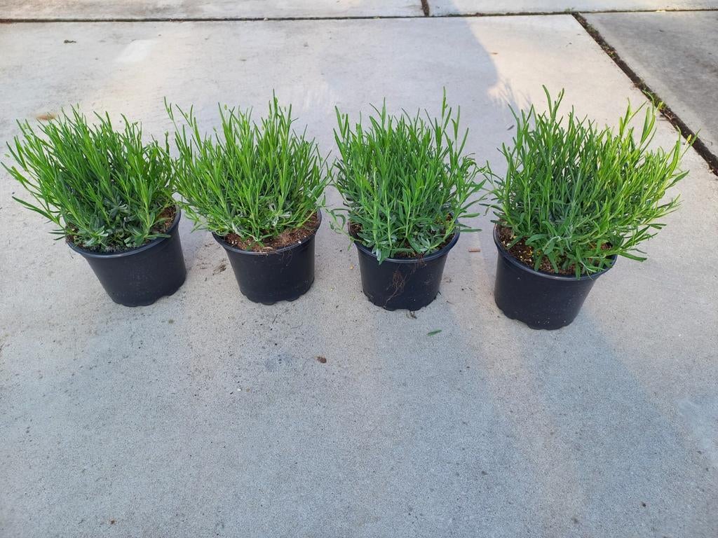 Lavendel Hidcote 2 literpot €3,95 3 voor €10,=, Tuin en Terras, Planten | Tuinplanten, Overige soorten, Volle zon, Ophalen