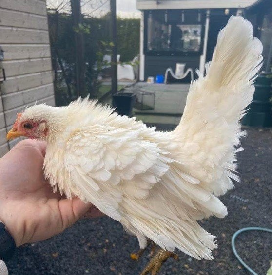 4 mooie serama kipjes, Dieren en Toebehoren, Vrouwelijk, Kip