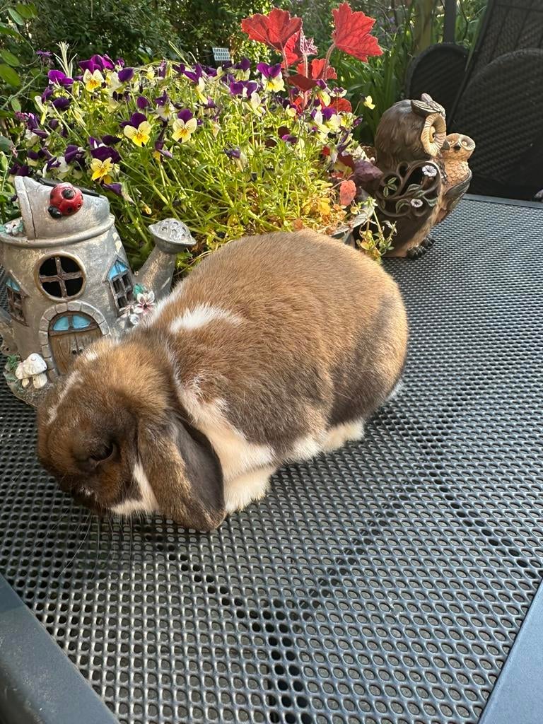 Te koop: Nederlandse Hangoordwerg konijn, Dieren en Toebehoren, Konijnen, Mannelijk, Dwerg, Hangoor, 3 tot 5 jaar