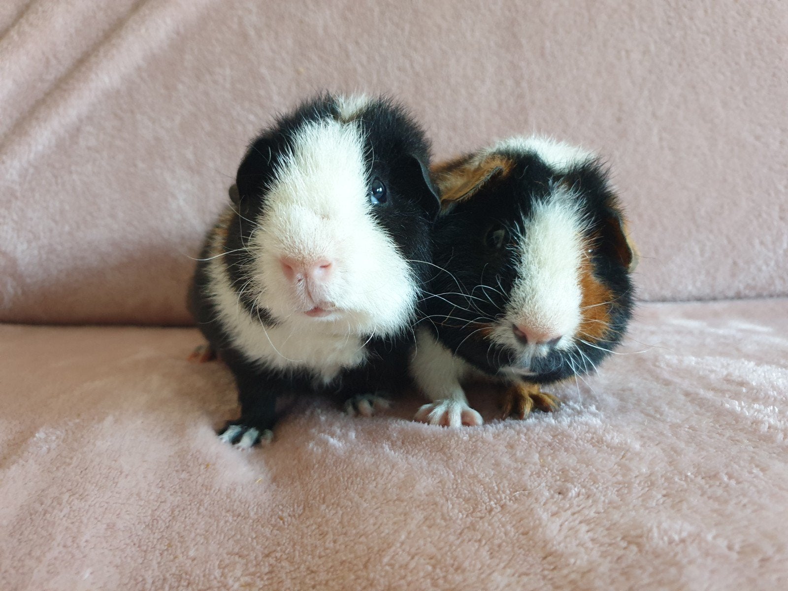 US Teddy beertjes, Dieren en Toebehoren, Cavia, Juni, Mannelijk, Tam